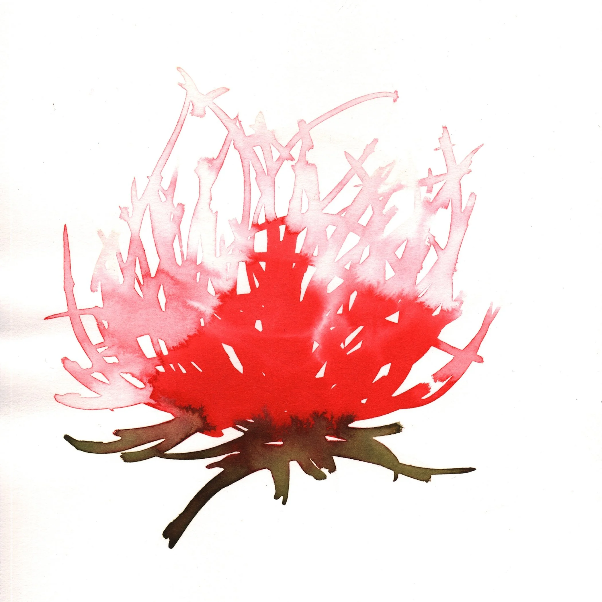 255.Blood.Lily.10.21.14.jpg