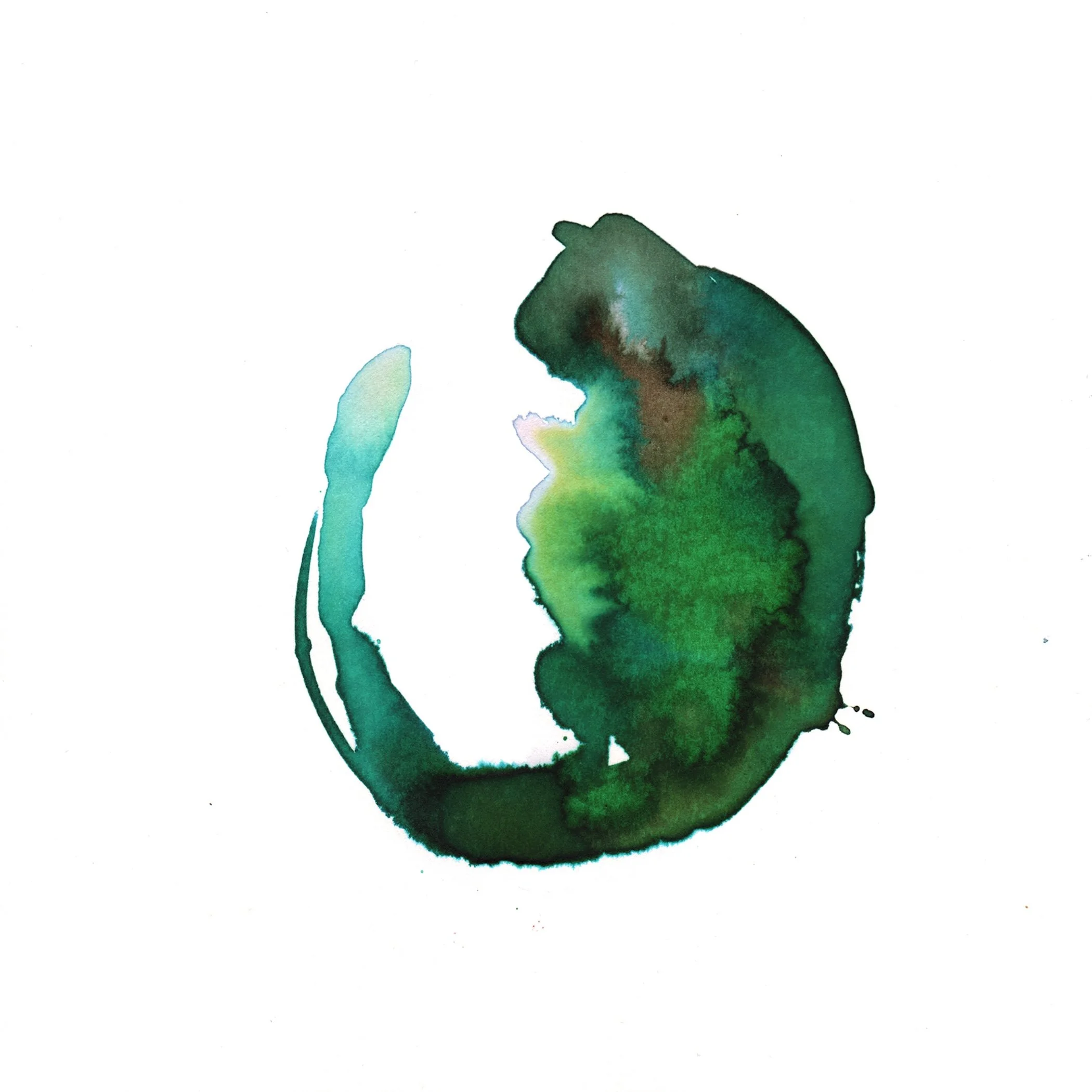 292.Green.Parrot.Tulip.11.27.14.jpg