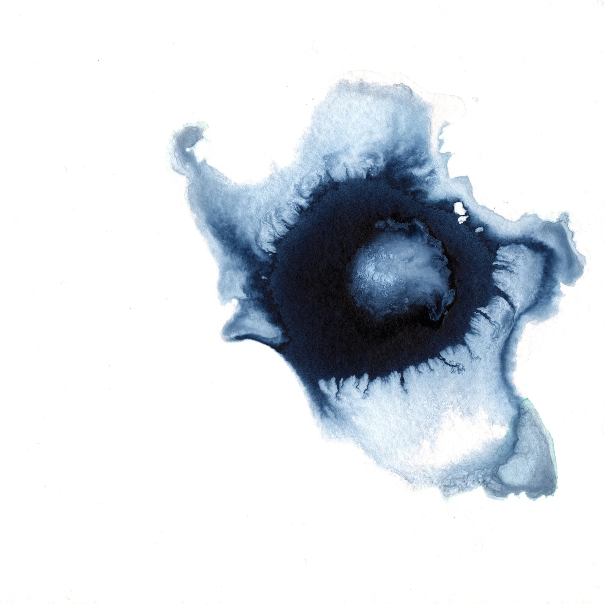 295.Anemone.11.30.14.jpg