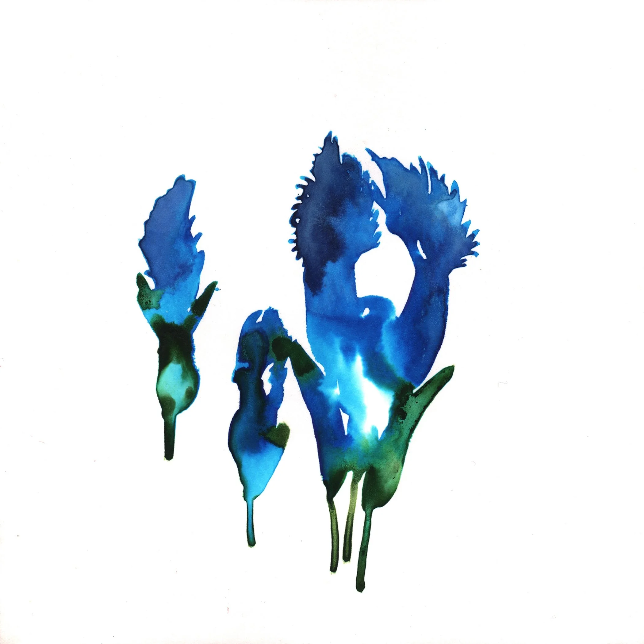 259.Fringed.Gentian.10.25.14.jpg