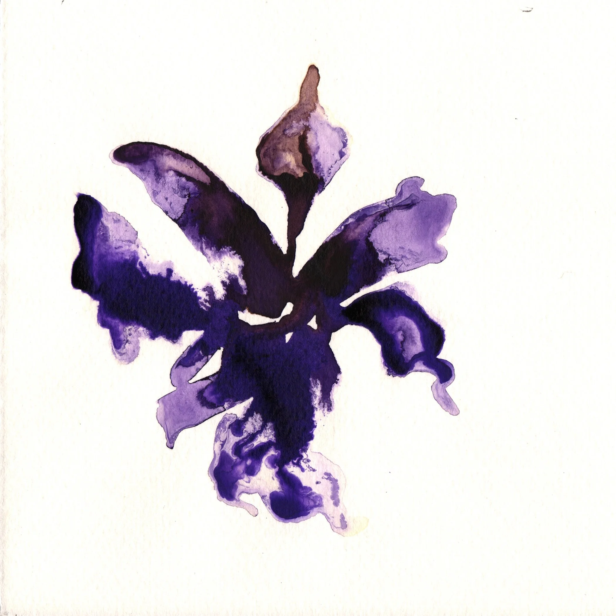 241.Iris.Chrysographes.10.7.14.jpg