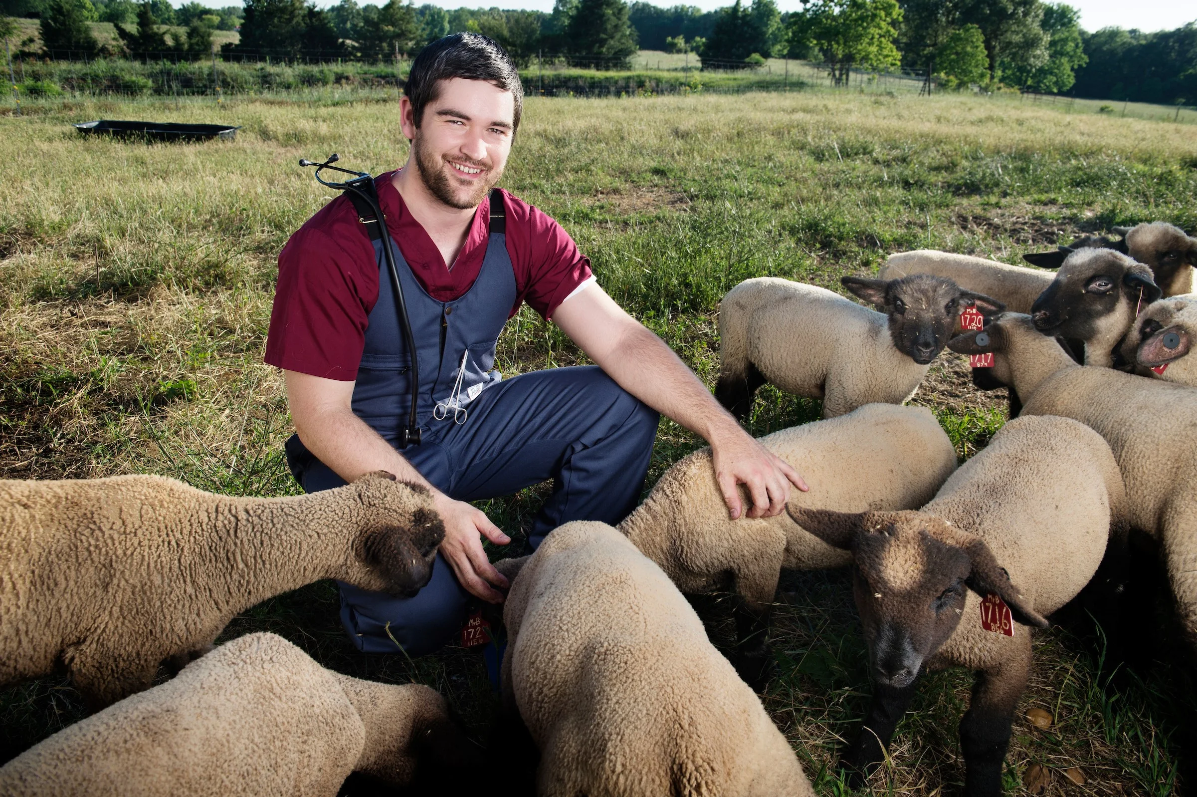 VetMed_student_w_sheep-Bob_Stenger_for web page.jpg