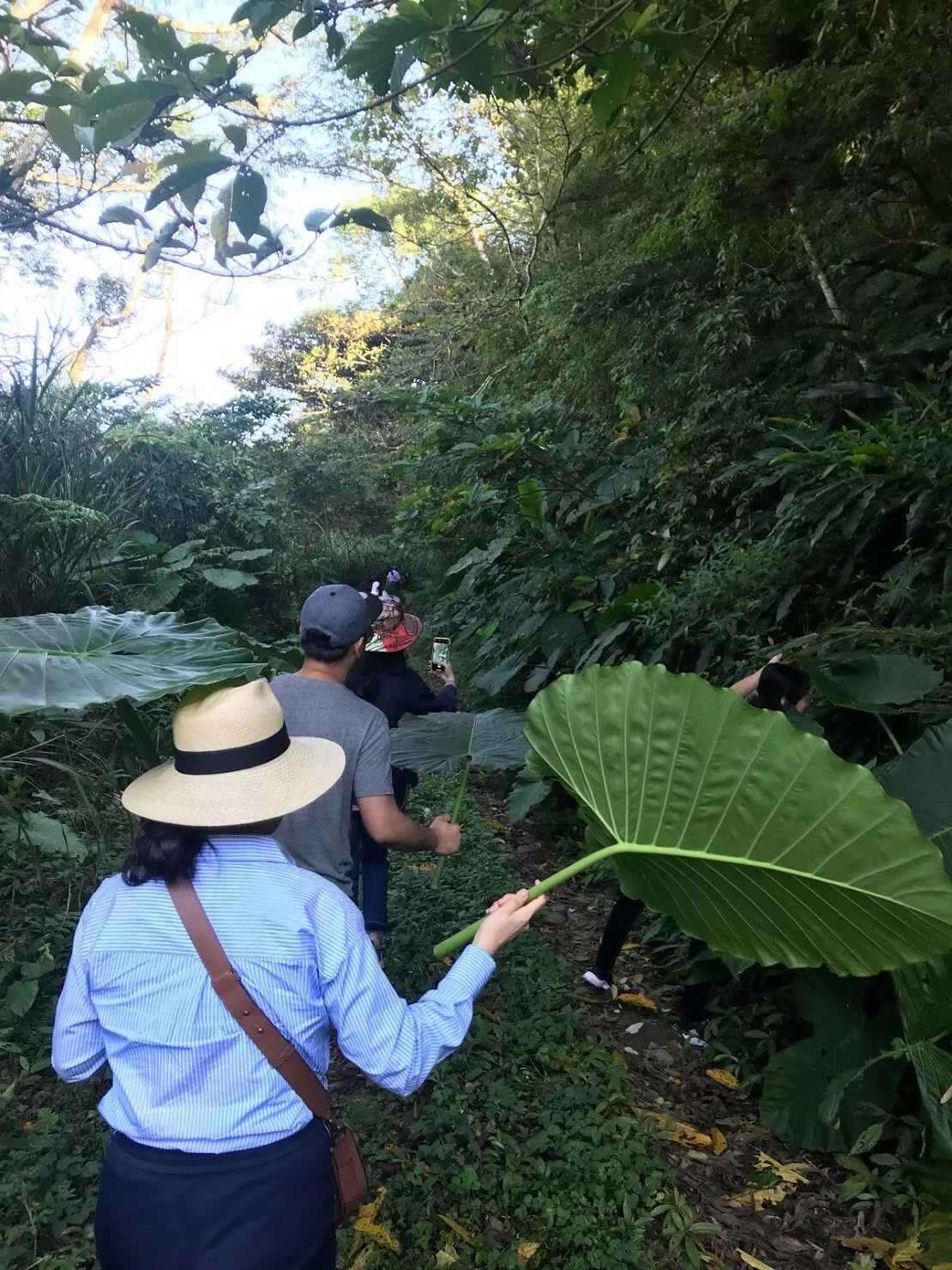 「你必須先穿越忘憂森林，開路拓荒...」
