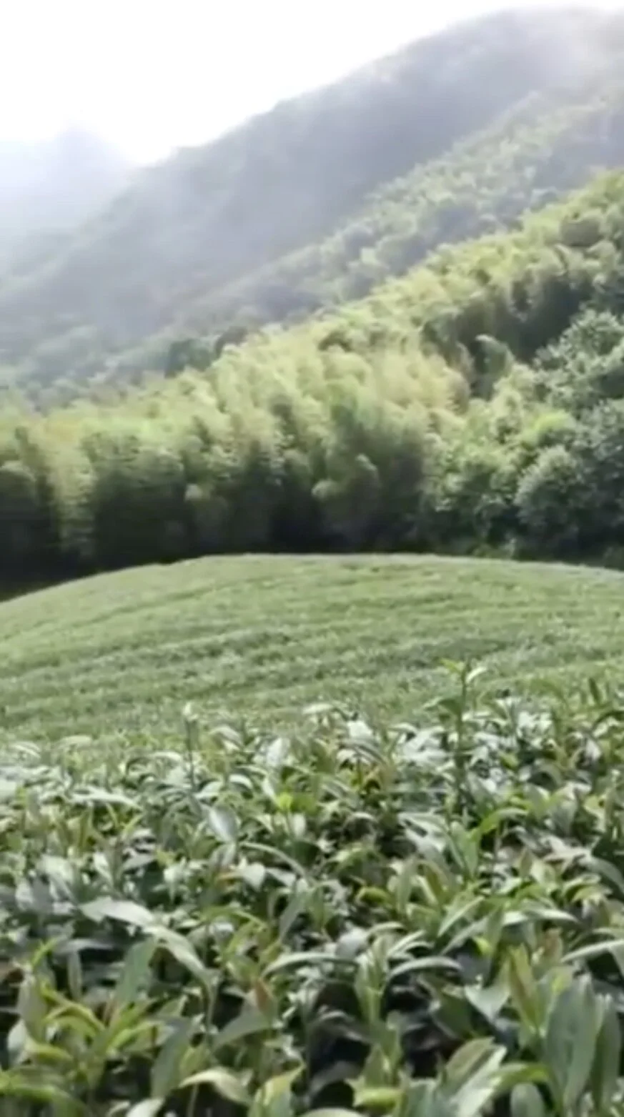 ▎迷霧山巒，新芽初生