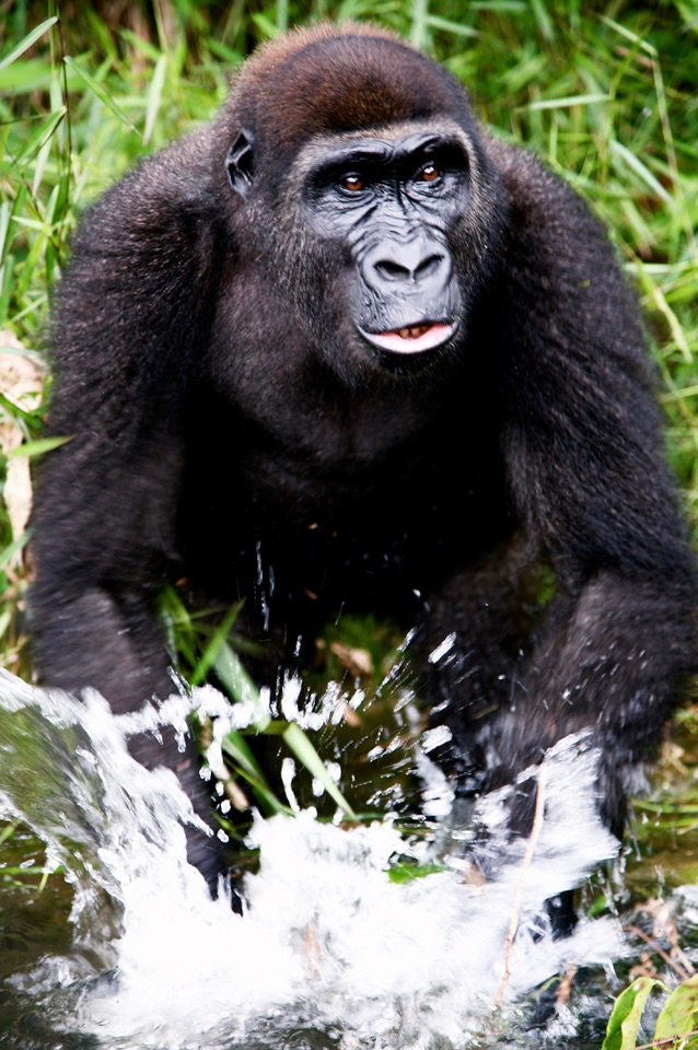Gorilla - 2.jpg