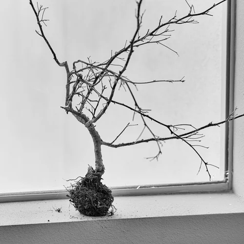 16_roots.jpg