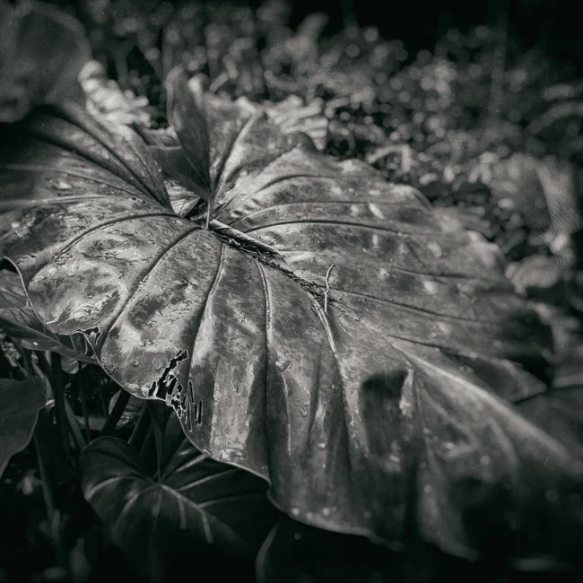 HI_2015L1040757-Edit.jpg