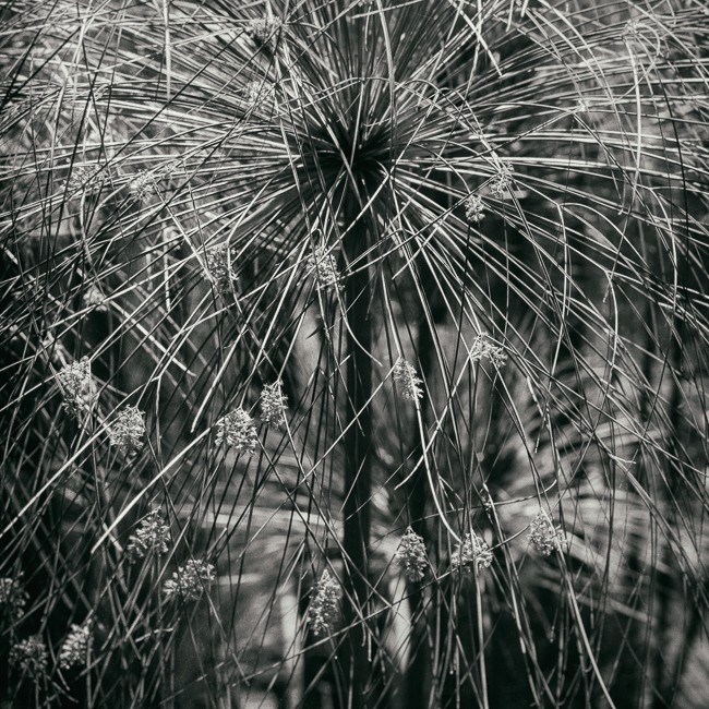 Huntington_gardens_MG_7382-Edit.jpg