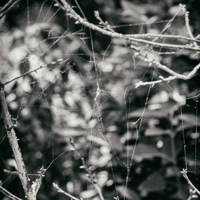 Huntington_gardens_MG_7431-Edit.jpg