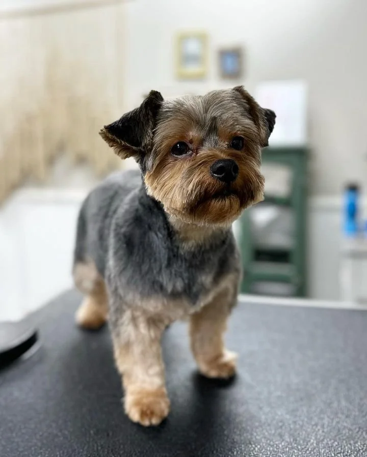 Teddy Bear Yorkie Maltese Haircuts Morkie Haircuts Morkie Hair