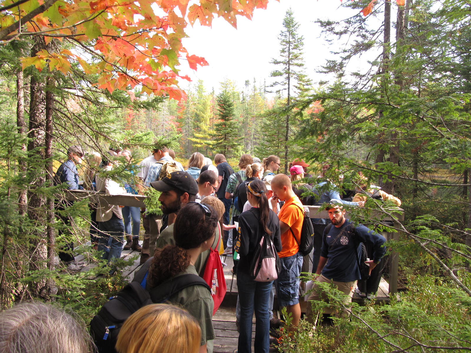 Bryophyte FT at Brown NS.jpg