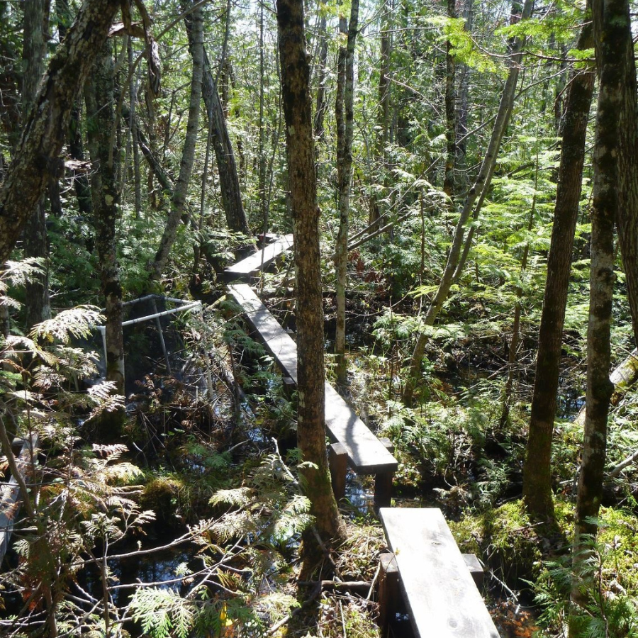 Introducing the Marsin Wetlands Stewardship Fund