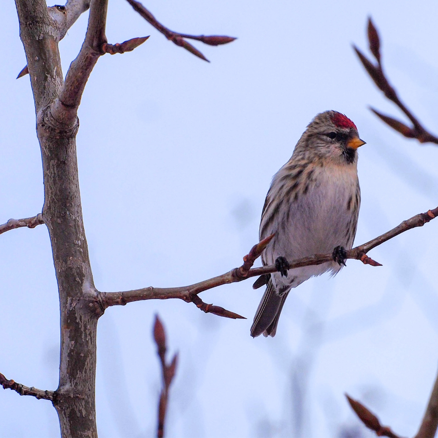 What Makes the Keweenaw Heartlands Project so Special?
