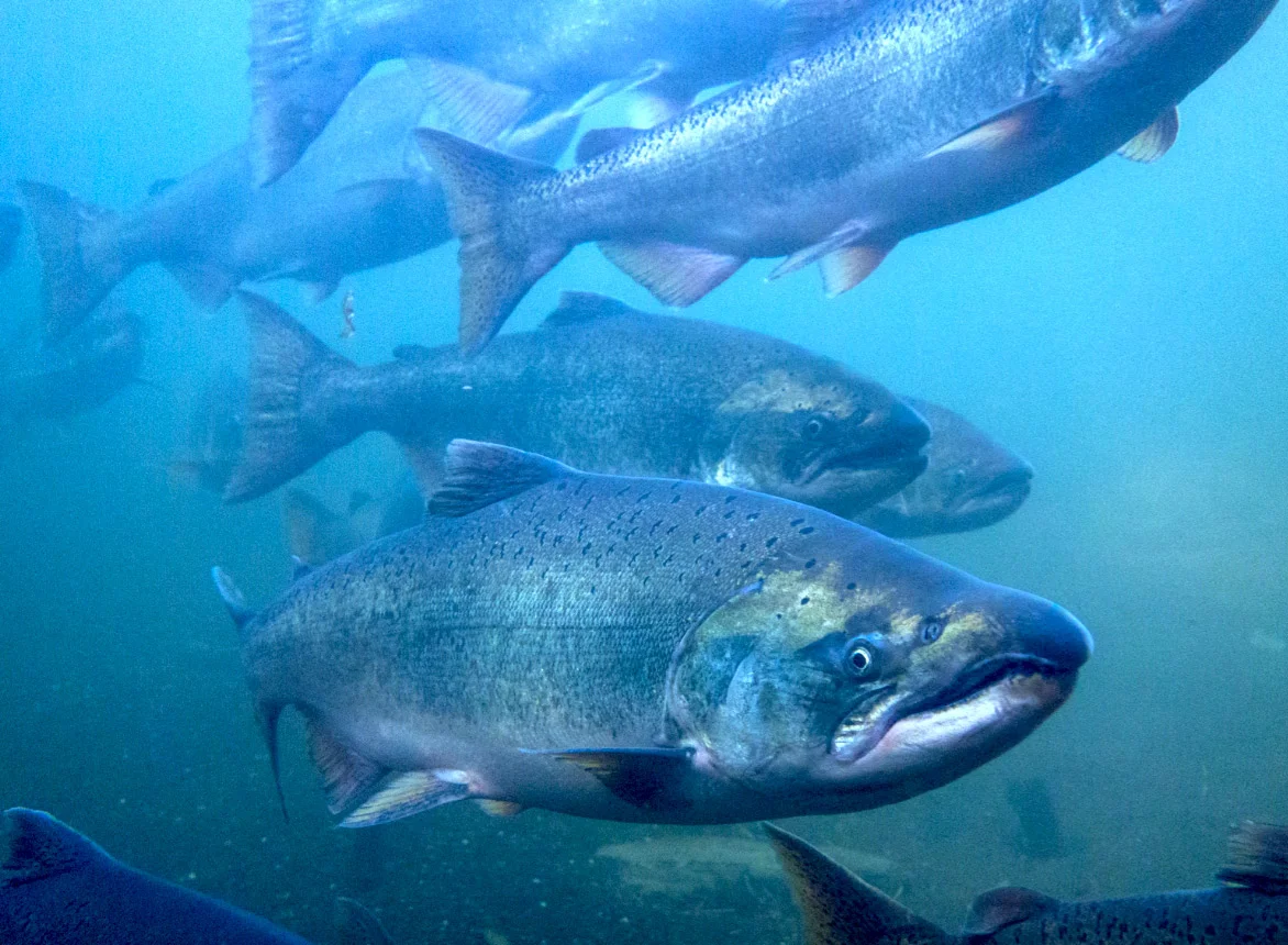Salmon_Web.jpg