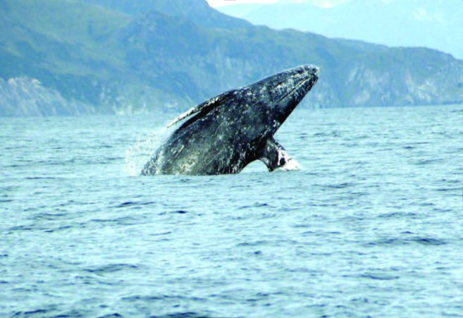 Natural Arts and Sciences on Tap - Marine Mammals