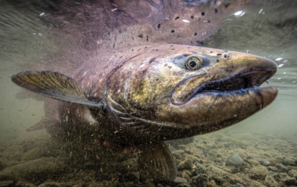 Welcoming the Salmon Home 2025