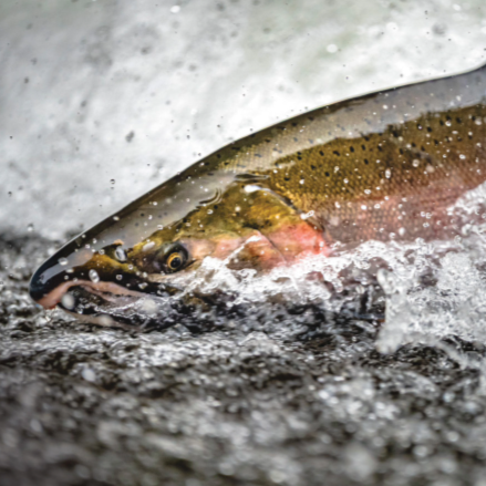 Natural Arts and Sciences Speaker Series: 