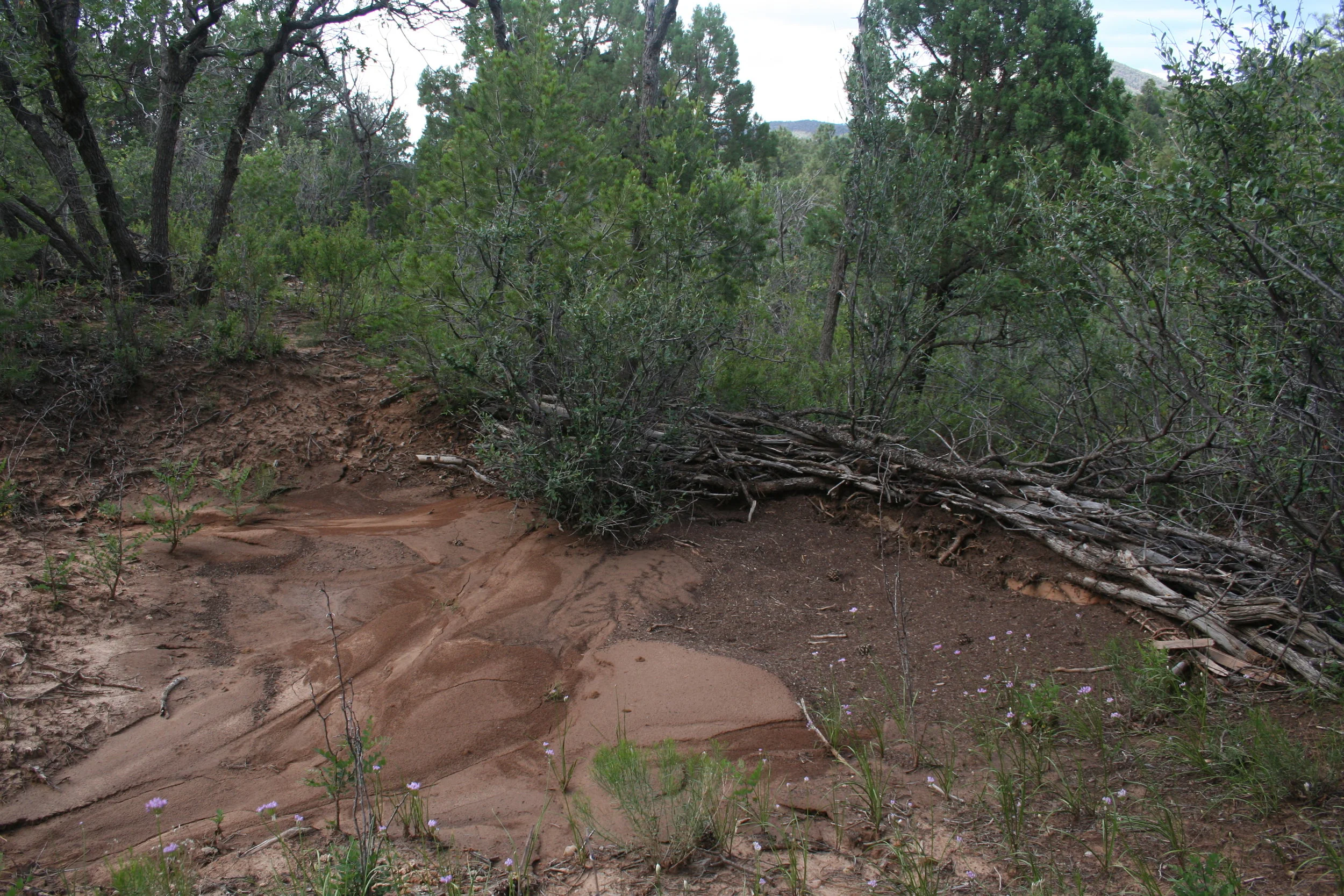  “Flood Control Dam 01” tree branches, 2012 