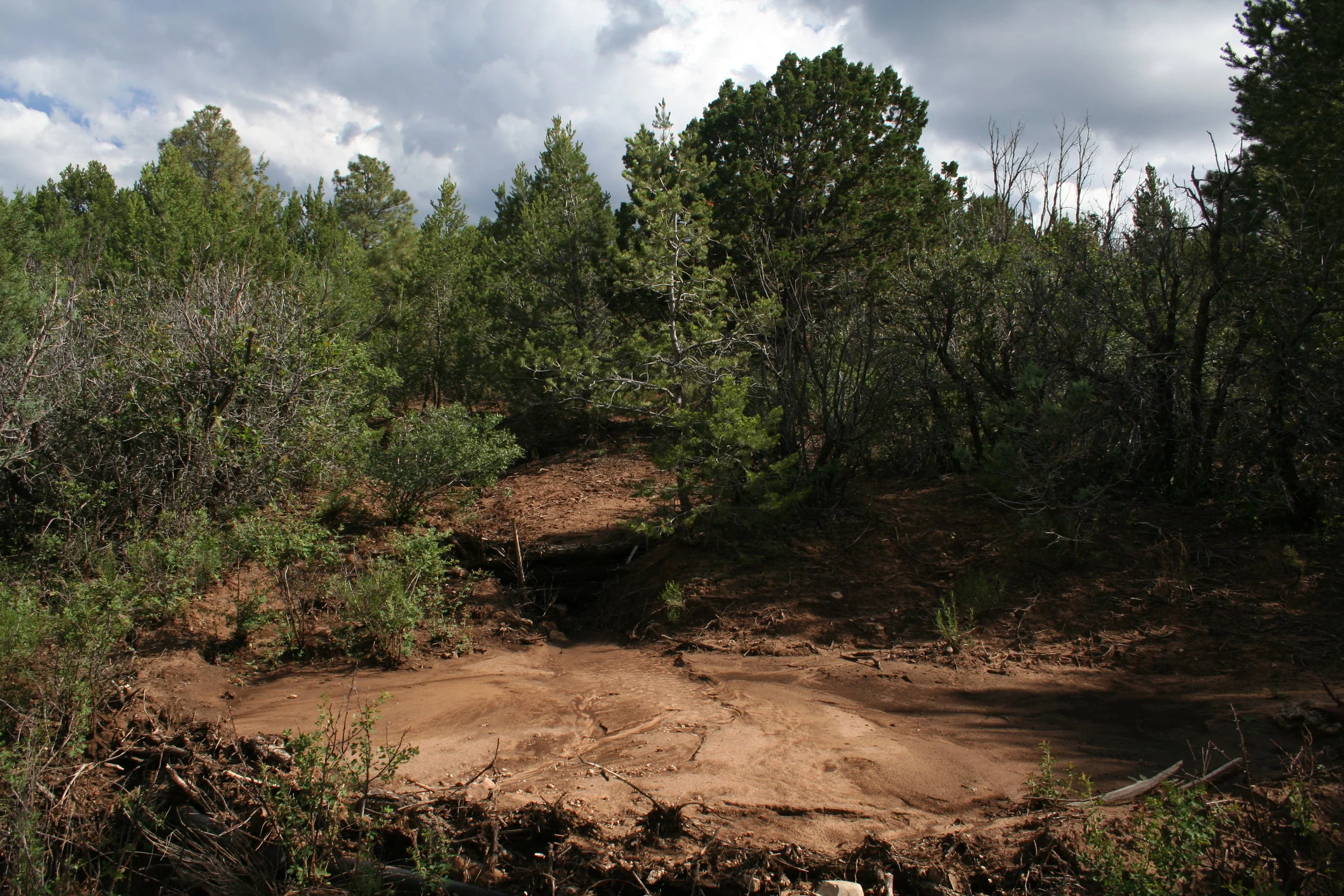 “Flood Control Dam 02” tree branches, 2012 