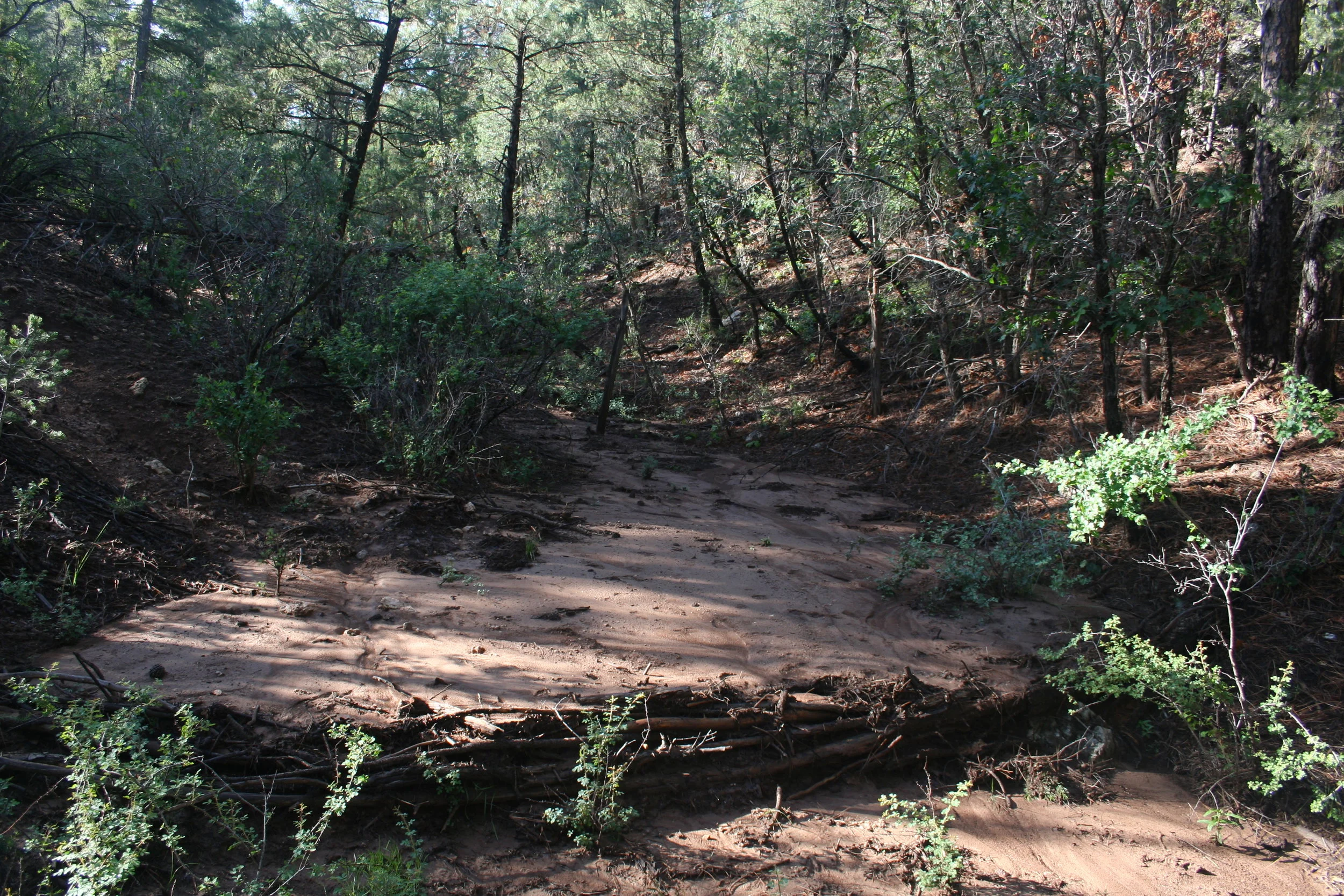  “Flood Control Dam 03” tree branches, 2012 