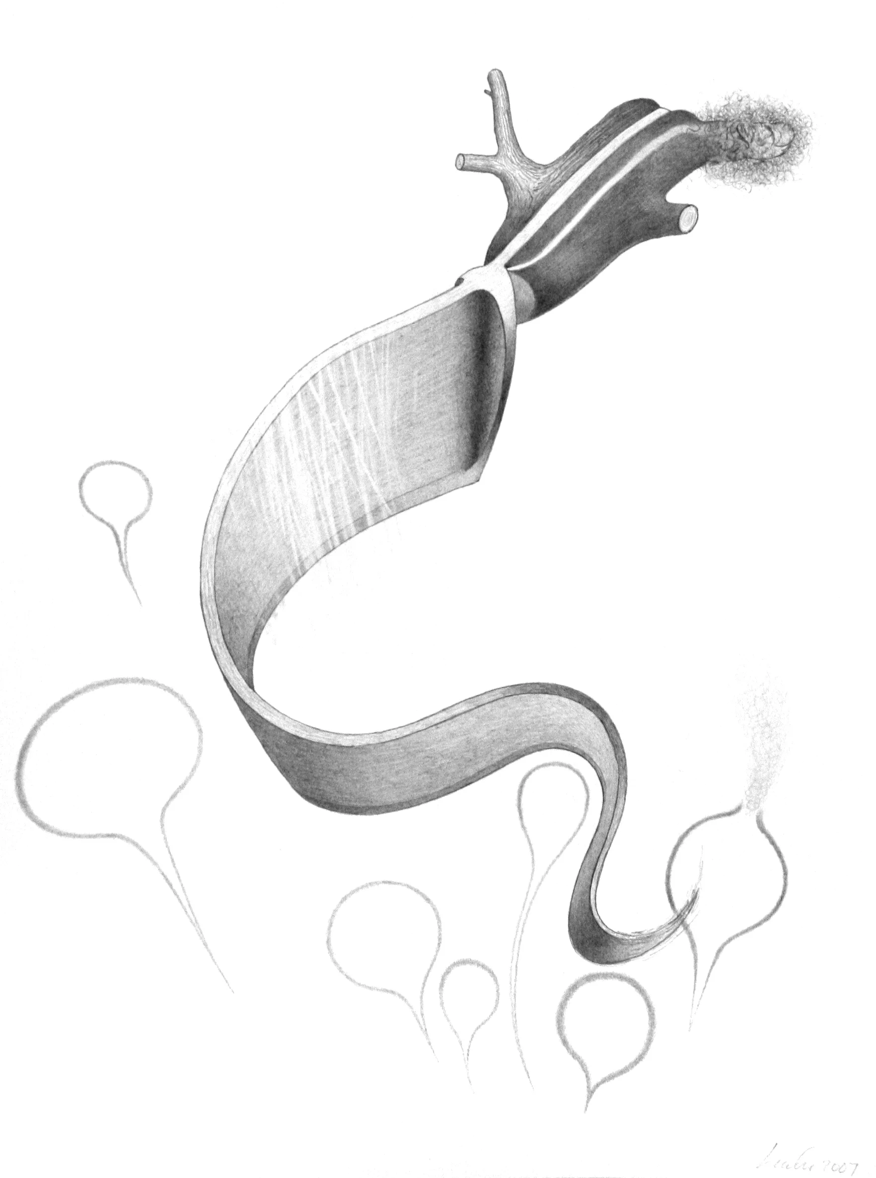  “Speechless” graphite on paper, h 12” x w 9”, 2007 ©  David Nakabayashi - Artist  