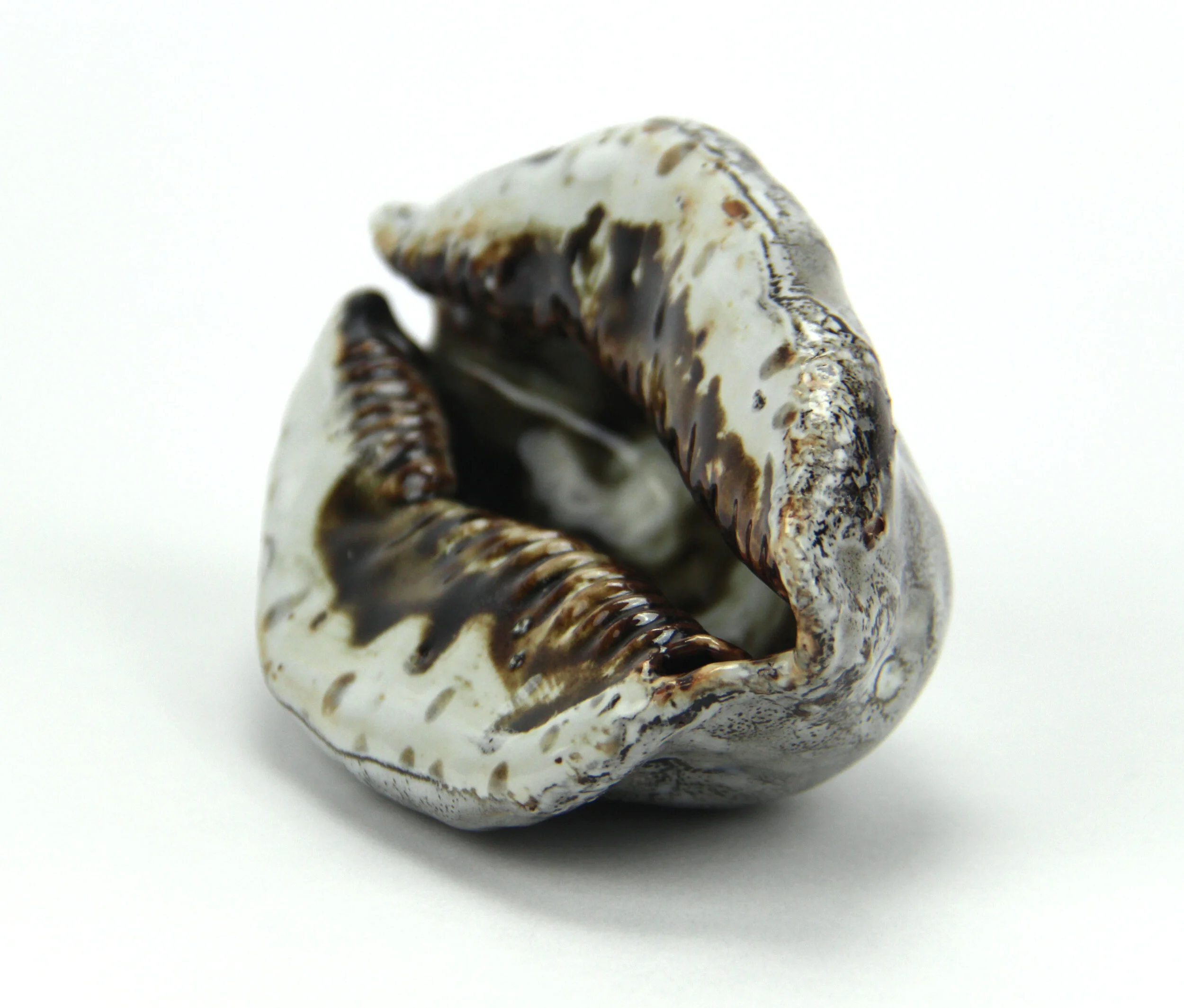  “Cowry” white stoneware, 2018 