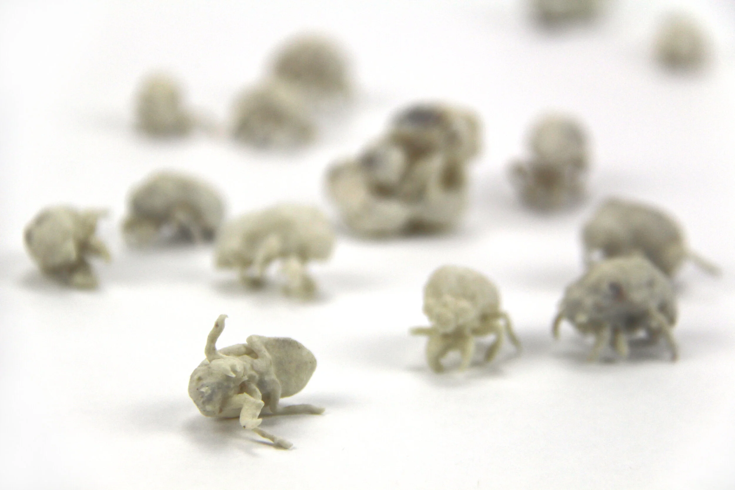  “Cicadas” porcelain, 2019 