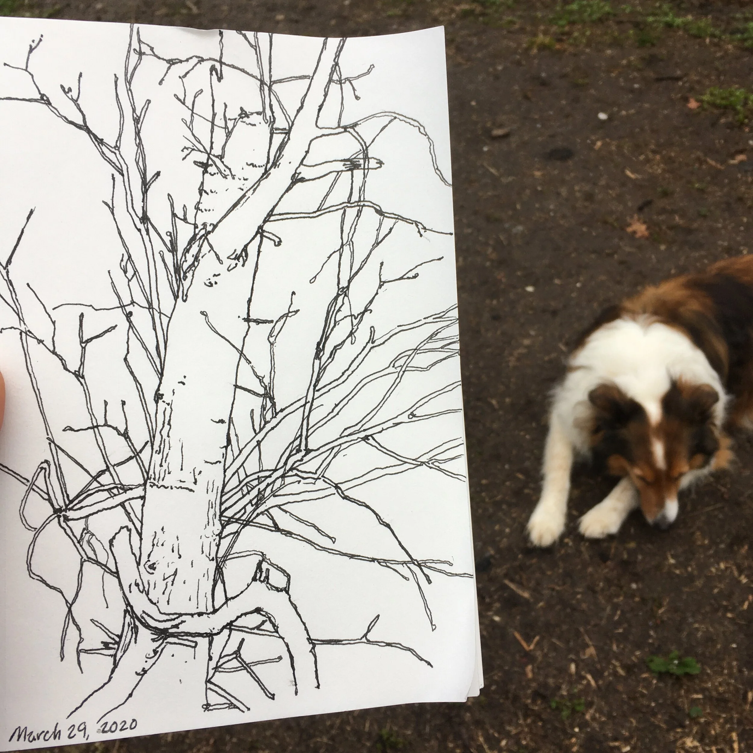  “Tree Sketch” ink on paper, h 8.5” x w 5.5”, 2020 