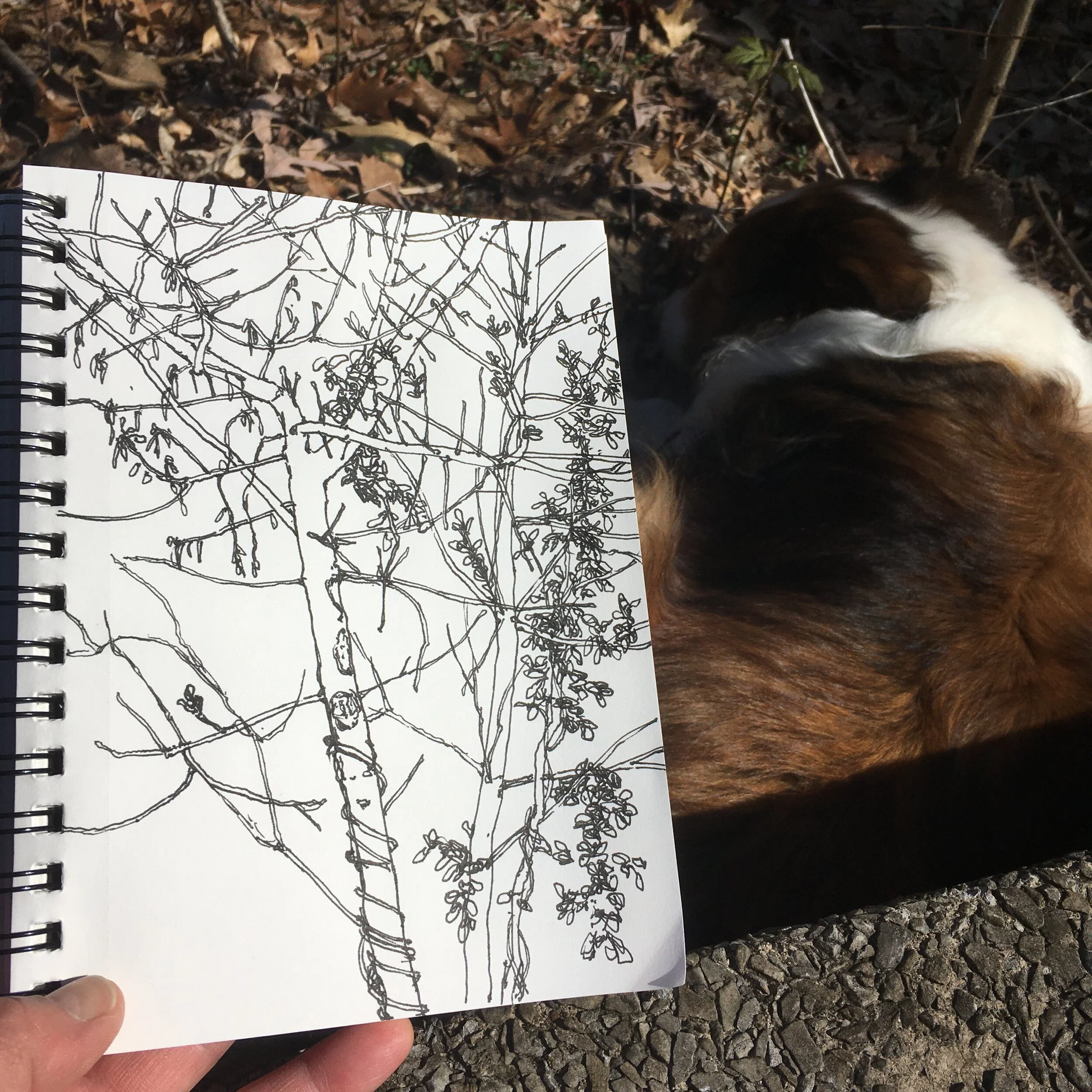  “Tree Sketch” ink on paper, h 8.5” x w 5.5”, 2020 