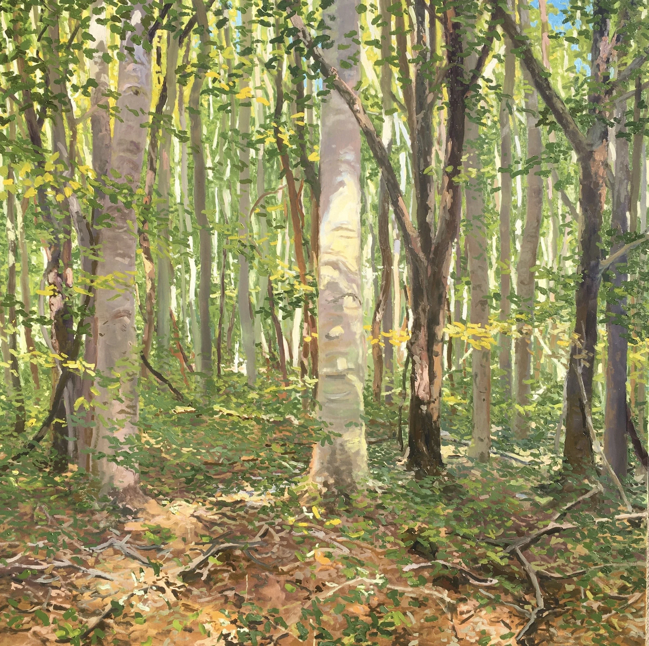  “Painting 70, Michigan-2021-18” Warren Woods- Three Oaks, MI oil on canvas, h 48” x w 48”, 2021 