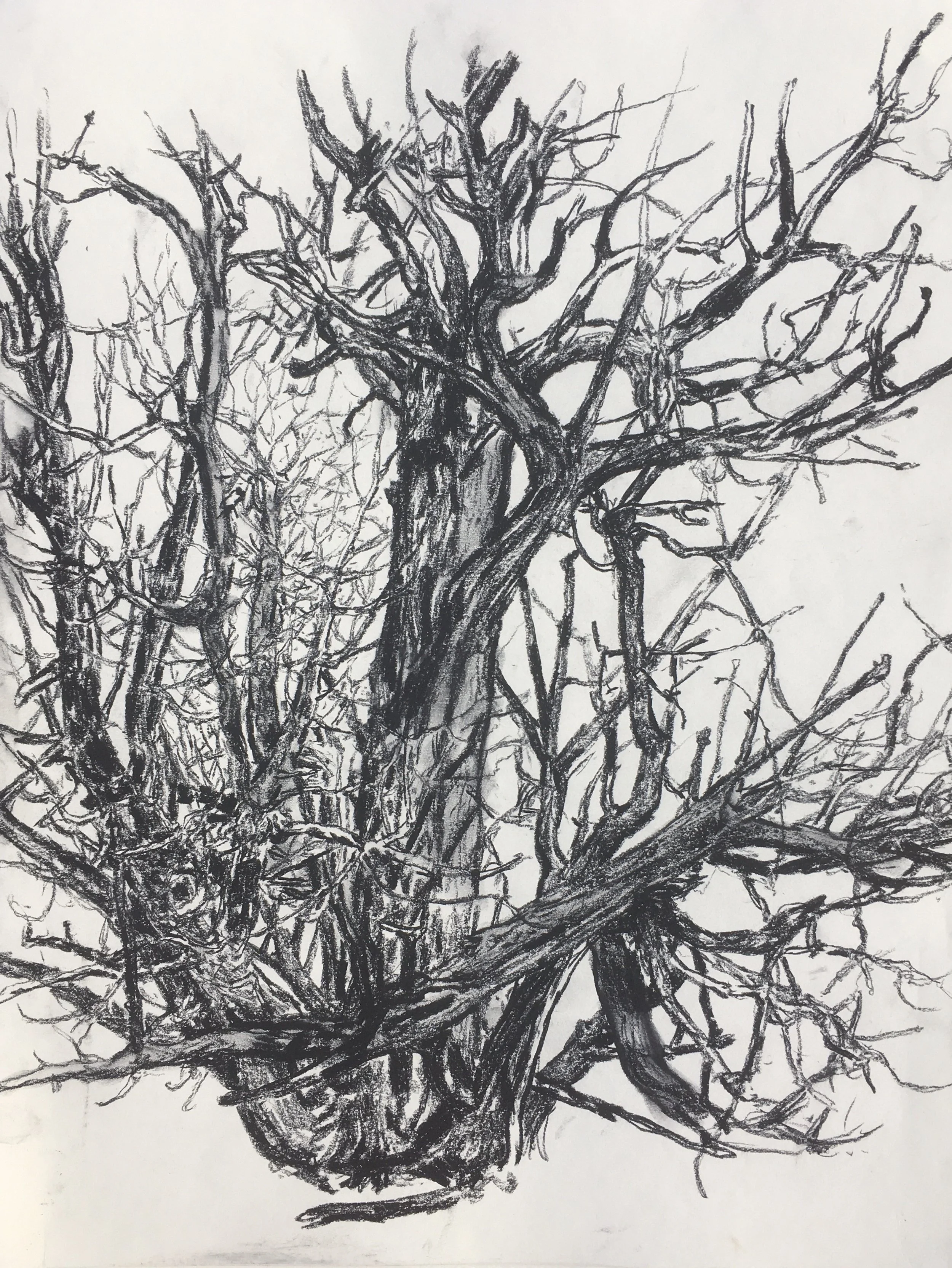  “Painting 95, Utah-2021-15” Juniper - GSENM, UT charcoal on paper, h 24” x w 18”, 2021 