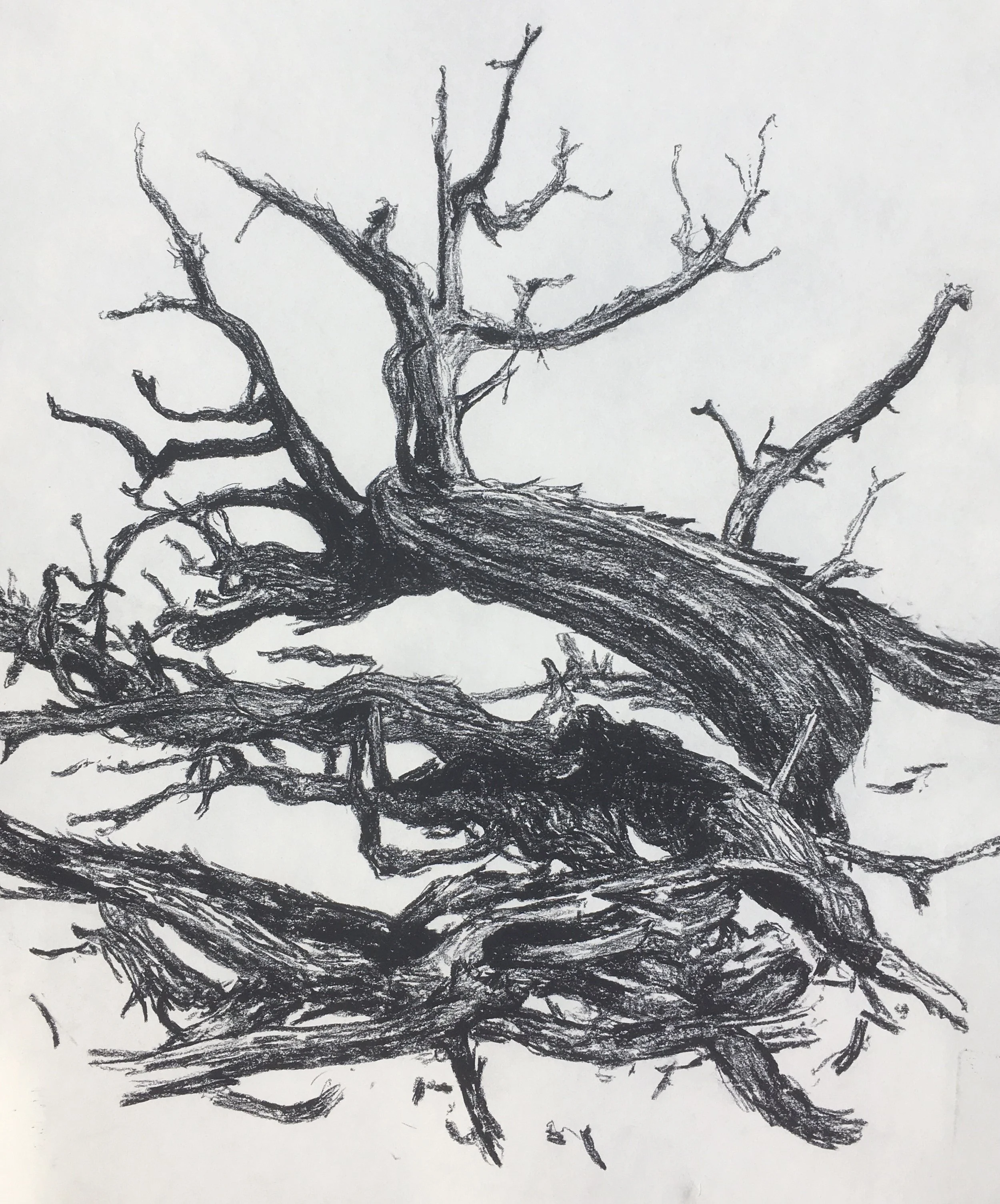  “Painting 97, Utah-2021-17” Juniper - GSENM, UT charcoal on paper, h 24” x w 18”, 2021 