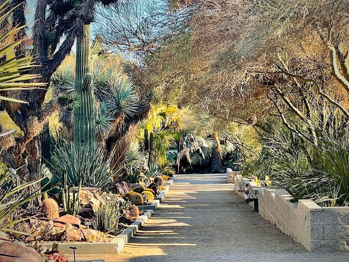 A quick iPhone photo dump from yesterday afternoon&rsquo;s visit to Springs Preserve.

This has to be the most peaceful and relaxing place to go wander in Vegas, it&rsquo;s stunning anytime of year and I can&rsquo;t wait to shoot some sessions here s