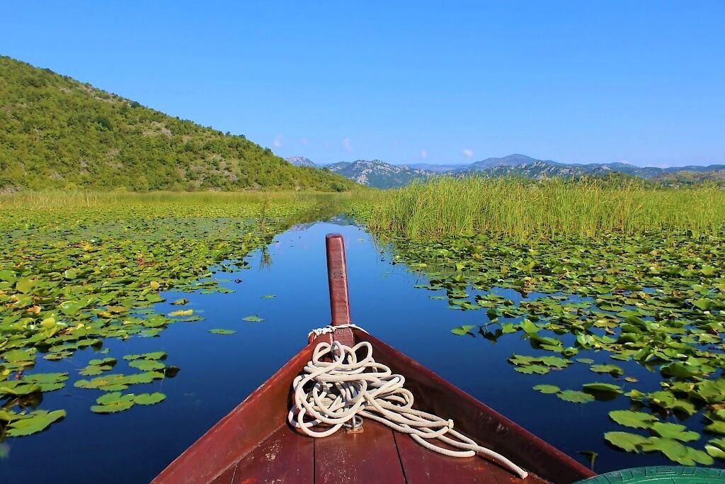 kingfisher boat tours lake skadar