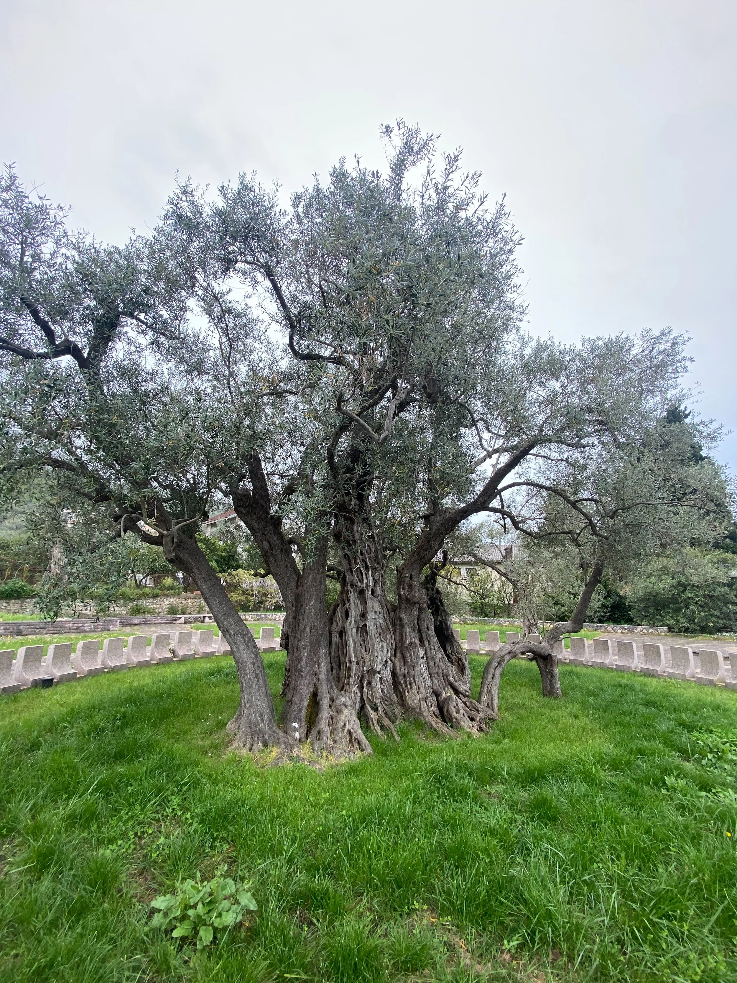 Oldest Olive tree in Europe in Stari Bar, Montenegro