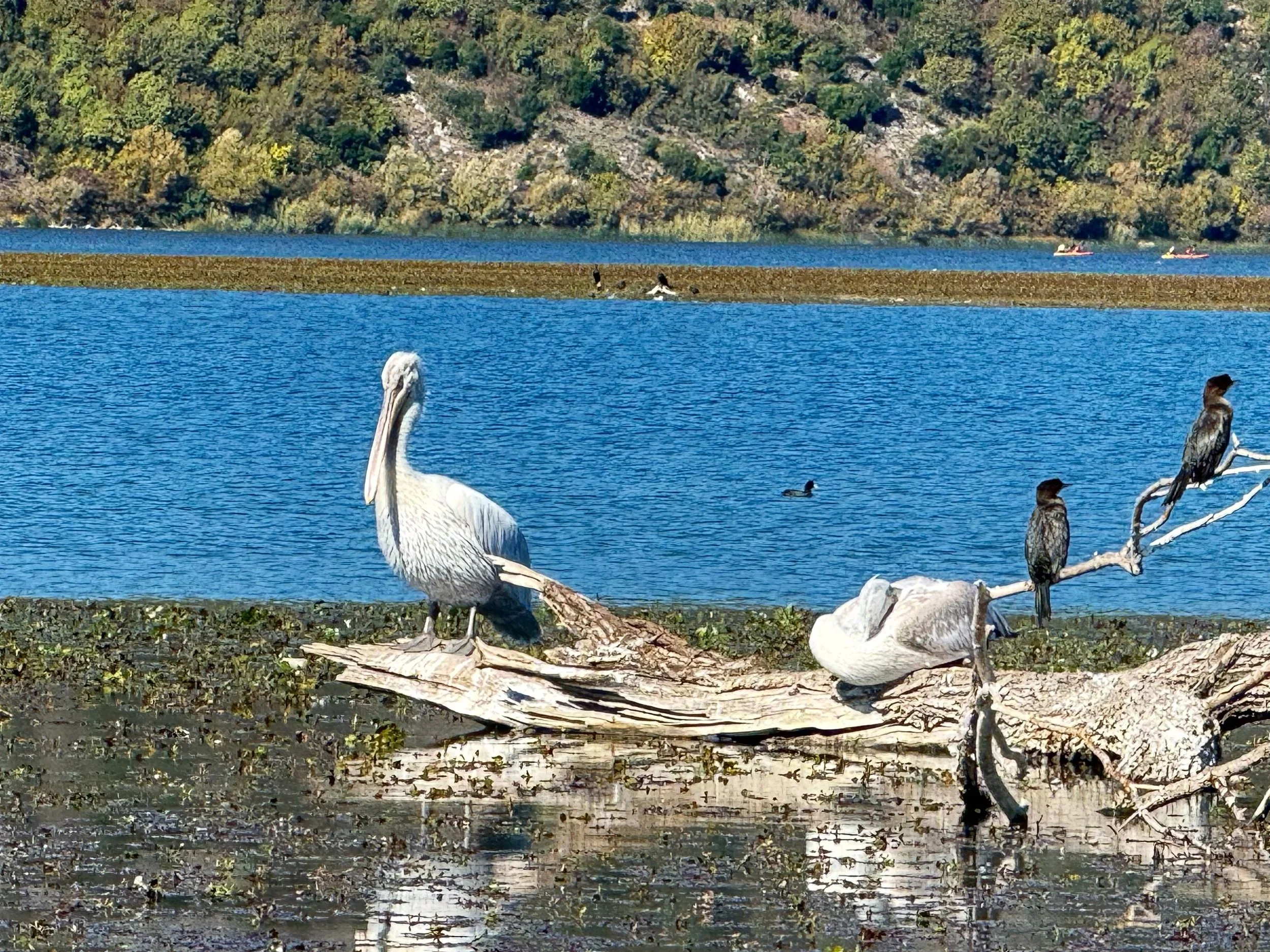 pelicans-and-rare-birds.jpg