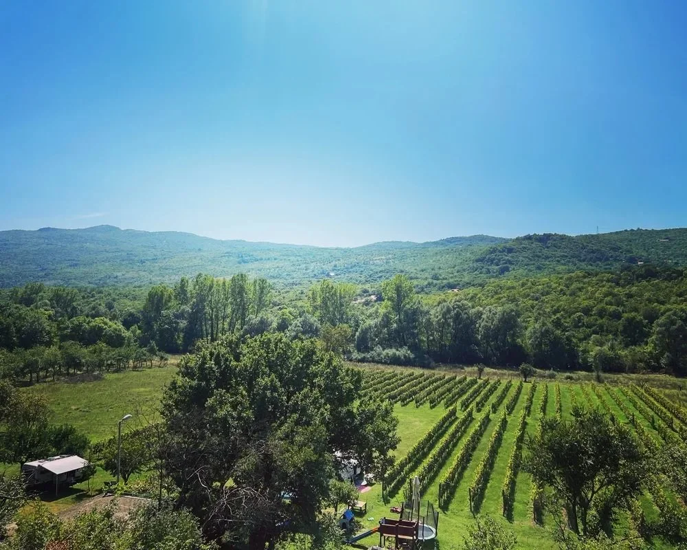 Rows of grapevines growing in a vineyard in the Montenegrin countryside.