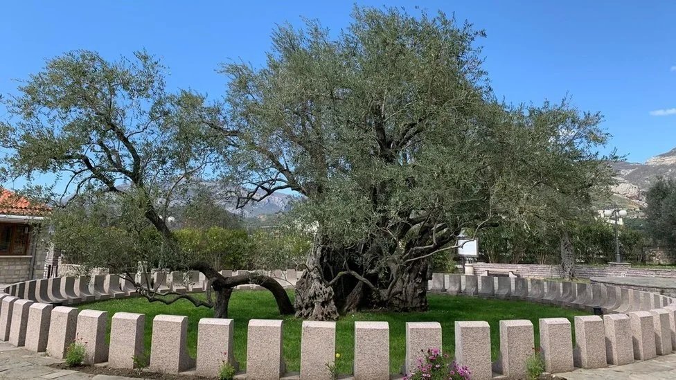 Old Olive Tree in Bar, Montenegro.