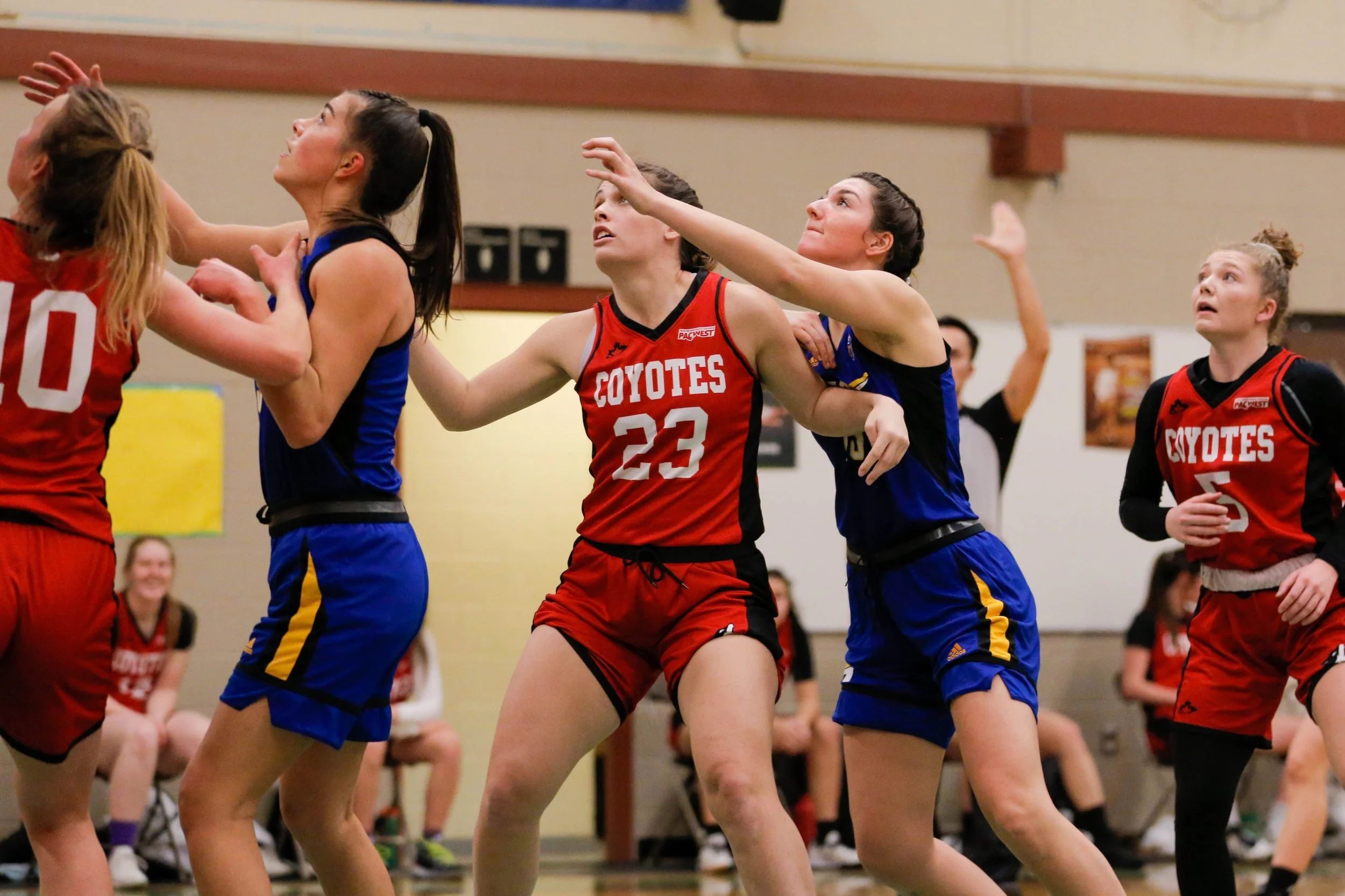 Women’s basketball game with players in red and blue uniforms fighting for the ball, some players reaching up, in an indoor gymnasium.
