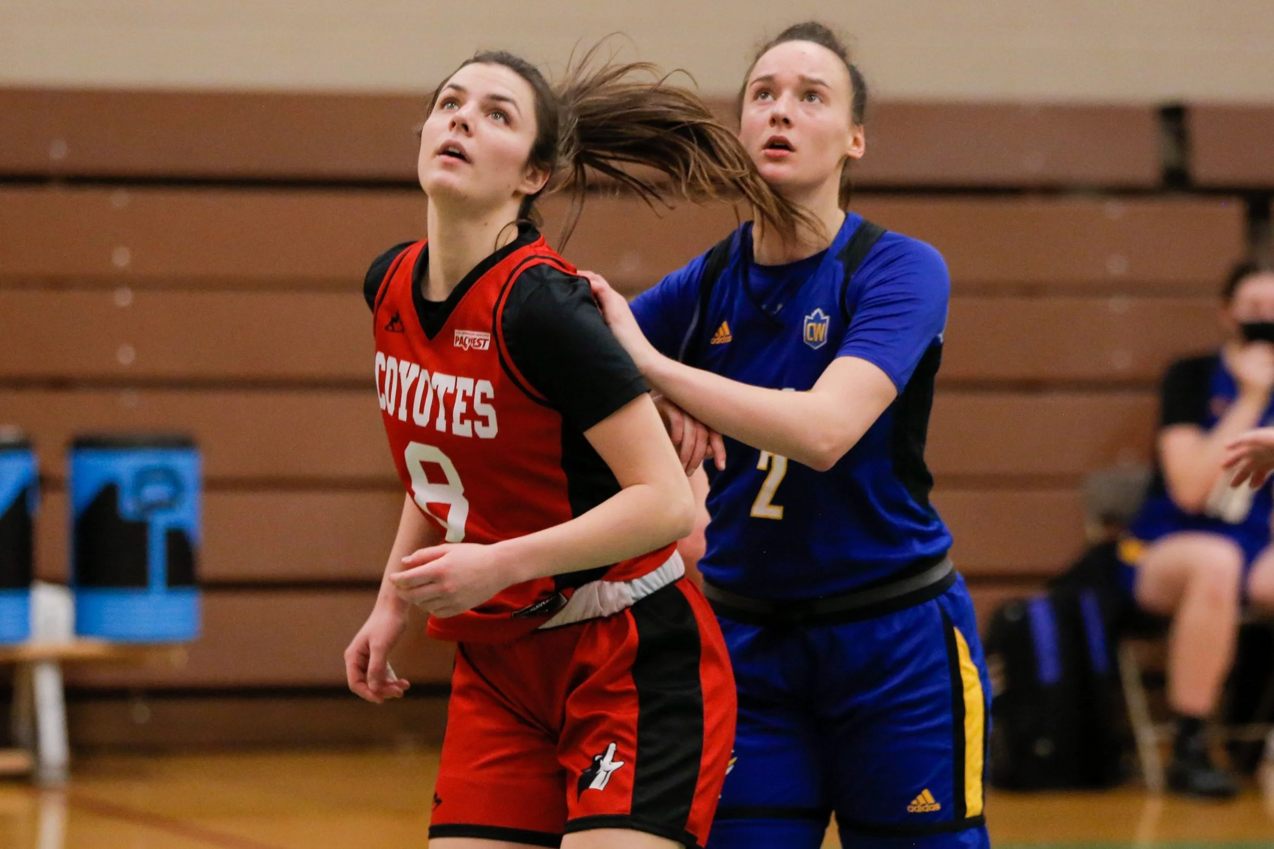 Two female volleyball players in competition, one from the Coyotes team in red and black, and the other from the team in blue, appear to be tangled up as they reach for the ball during a match, with a volleyball in the background.