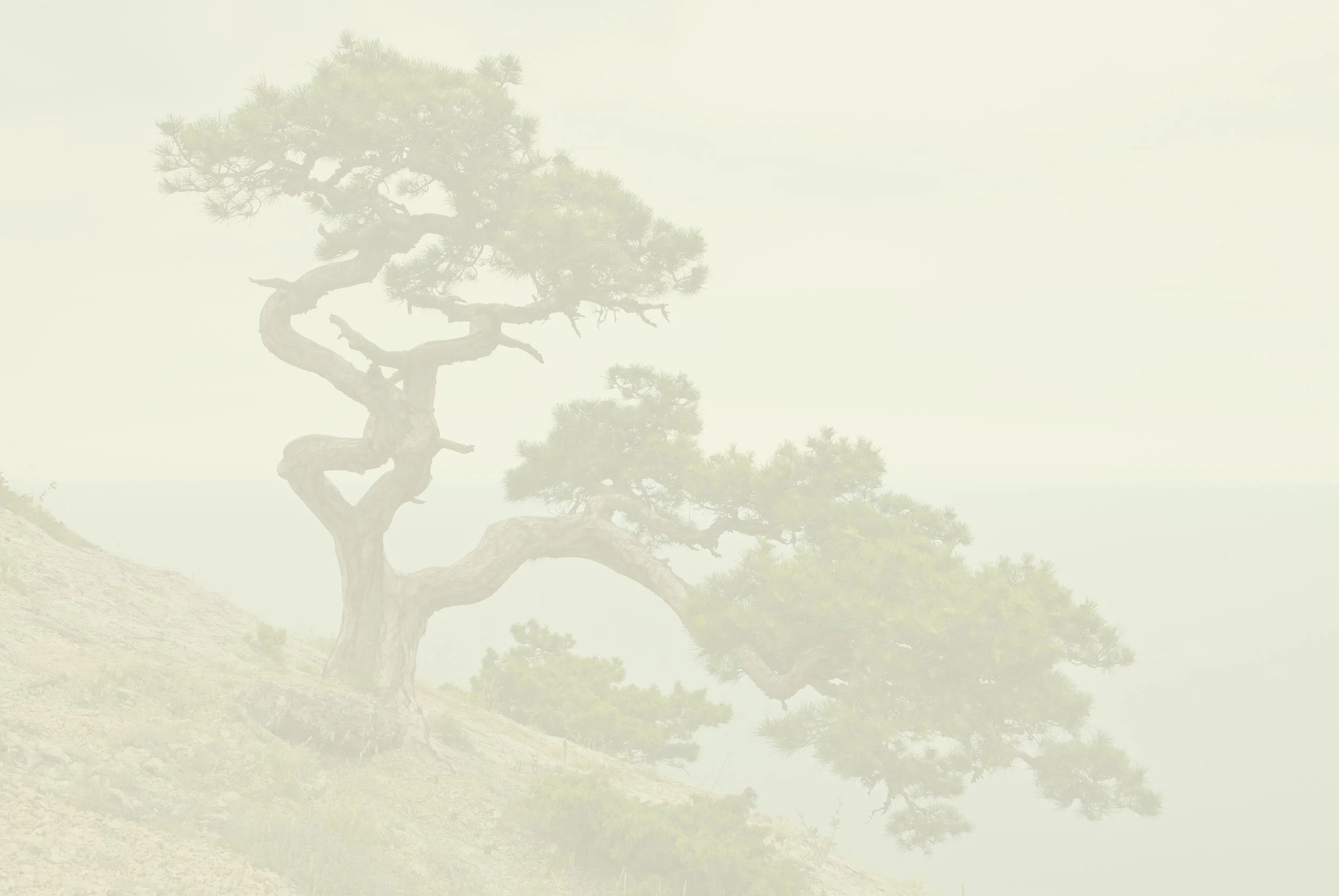 juniper-tree-overlay.jpg