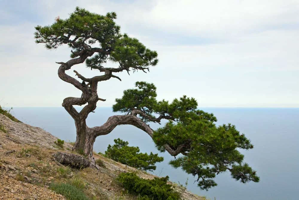 Juniper Tree.jpg