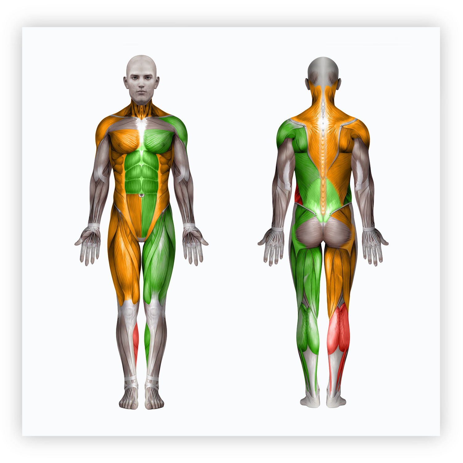Range Of Motion Application Kinesics