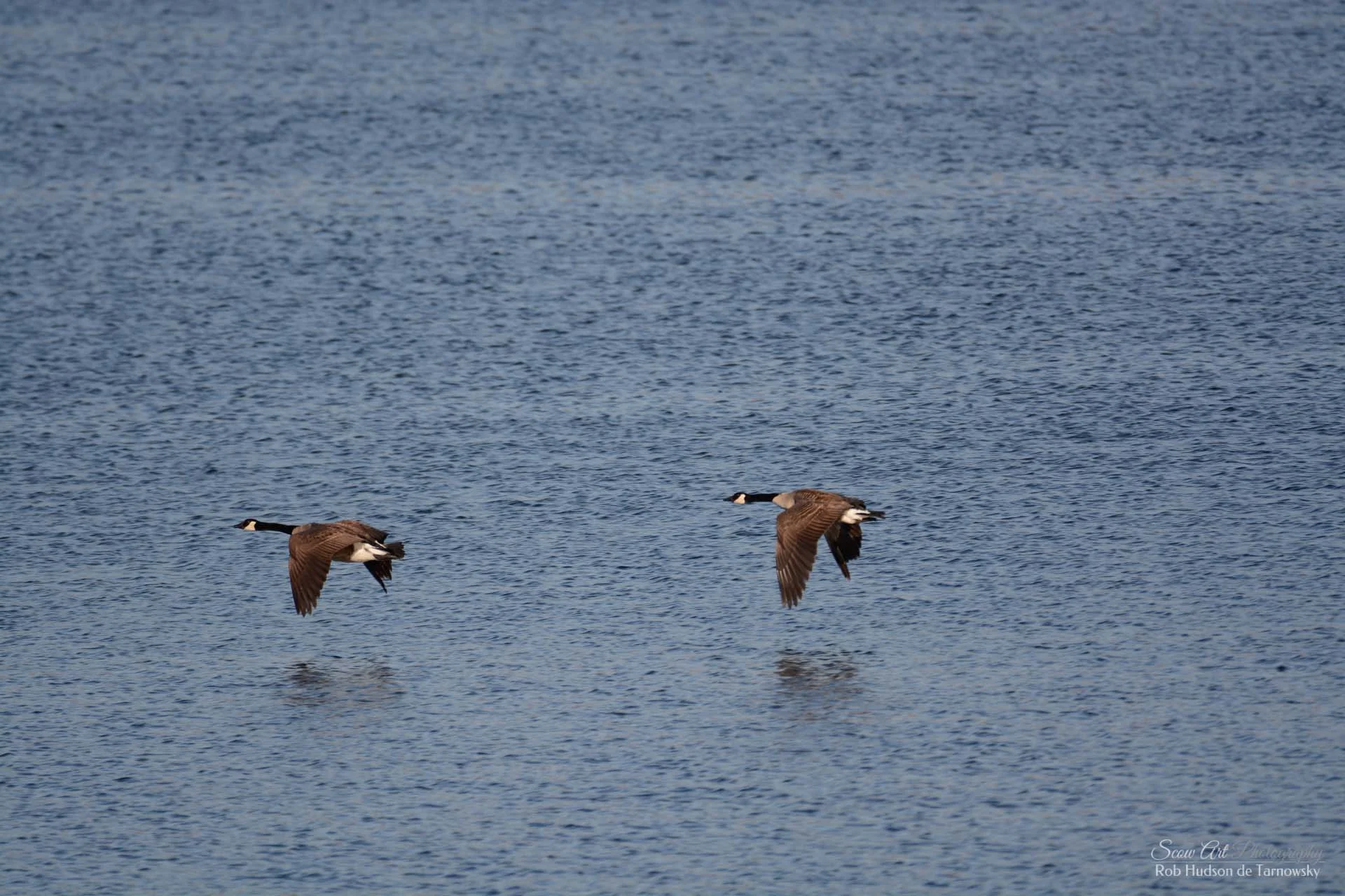 Canadian Geese flying over Lake Beulah