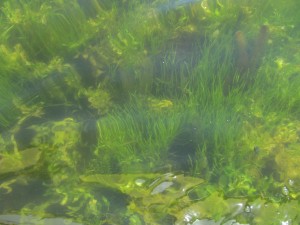 Lake-Beulah-Seaweed-001.jpg
