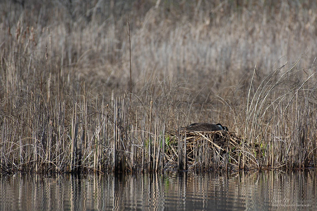 Geese nesting in Critical Habitat 30347 north of the main channel.