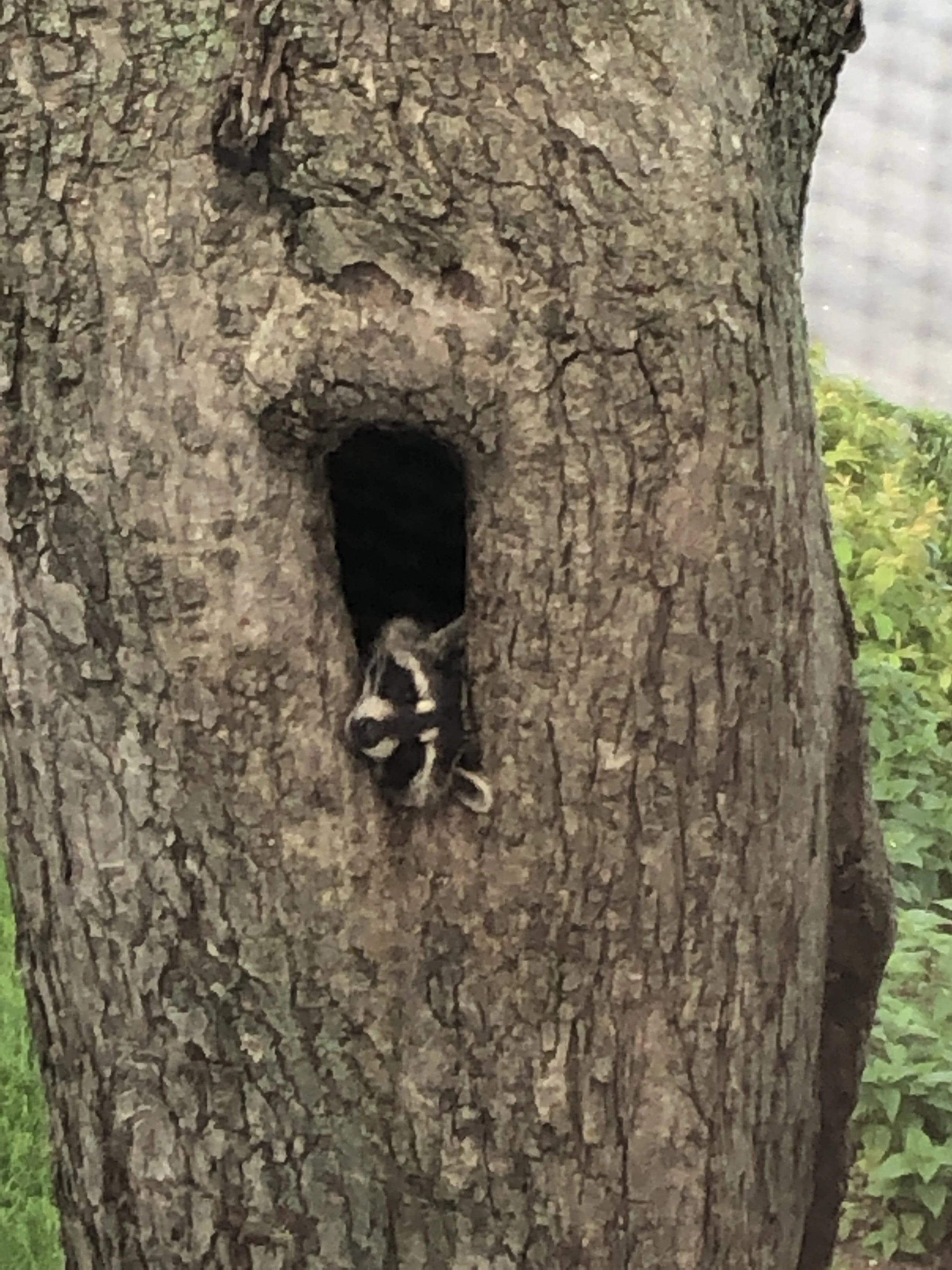 Photo by Greg Thomas