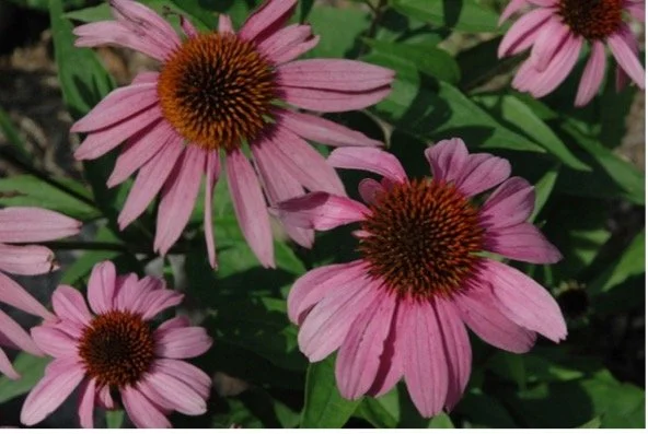 flower3.jpg