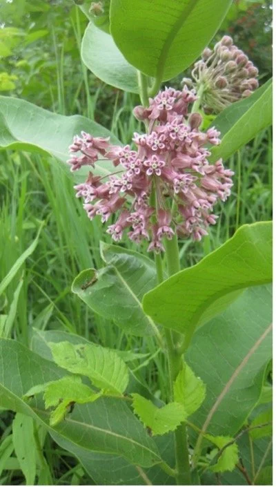 flower1.jpg