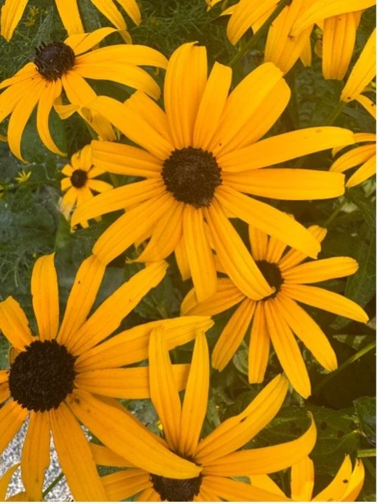 flower2.jpg